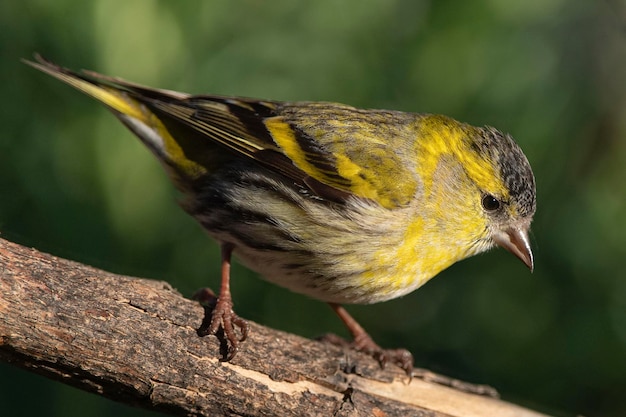 Lucherino eurasiatico carduelis spinus malaga spagna