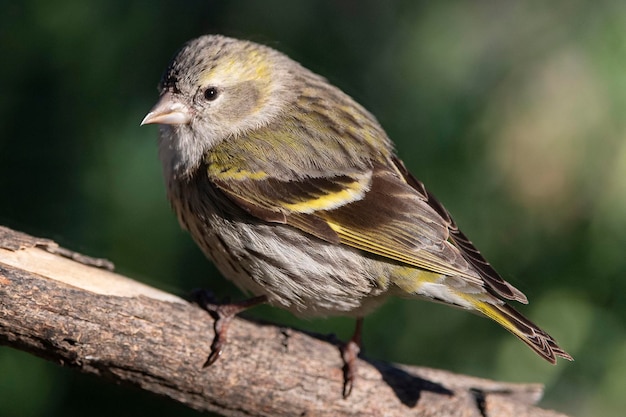 유라시아 시스킨 Carduelis spinus Malaga Spain