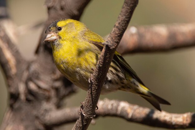 유라시아 시스킨 Carduelis spinus Malaga Spain