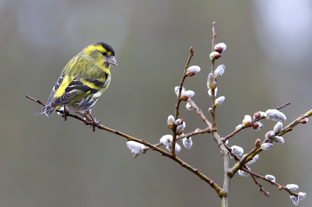 Eurasian siskin. Carduelis spinus