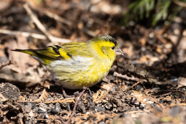 Eurasian Siskin on the ground