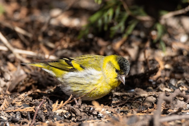 Eurasian Siskin on the ground