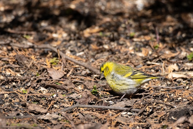 Eurasian Siskin on the ground