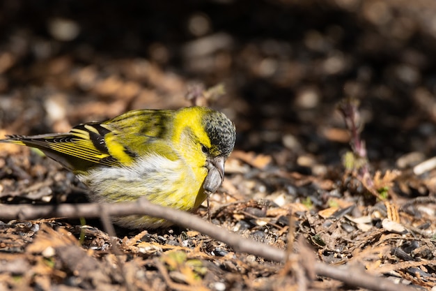 Eurasian Siskin on the ground