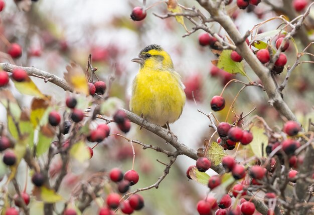 사진 유라시아 시스킨 (eurasia siskin) 은 나무에 앉아 있다.