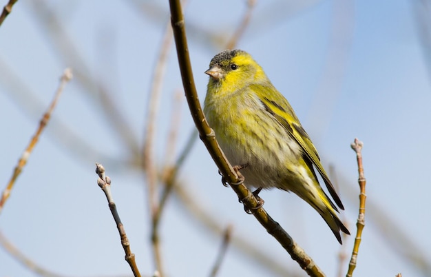 マヒワSpinusspinus寒い秋の朝、枝に鳥が座っている