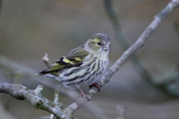 Eurasian siskin Spinus spinus