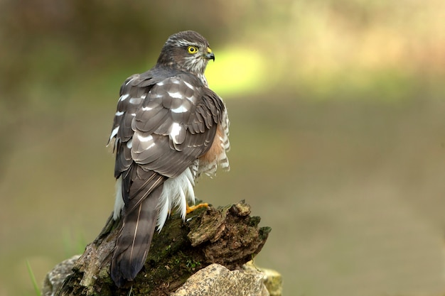 Eurasian sparrow hawk adult female at her usual perch in the late afternoon lights