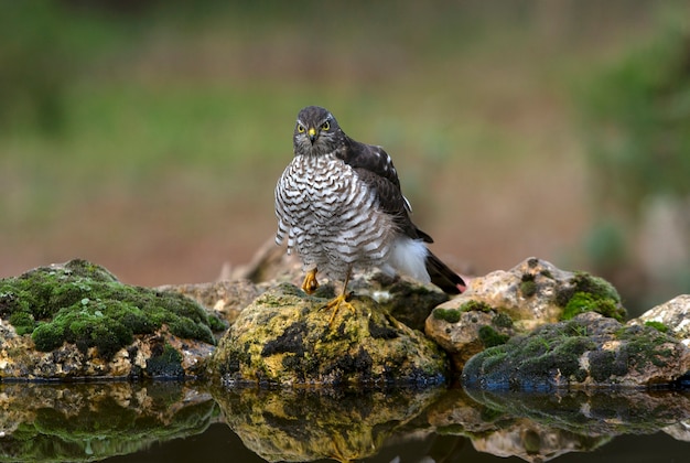 Eurasian sparrow hawk adult female with the last evening lights of a winter's day in a natural pond in a pine forest