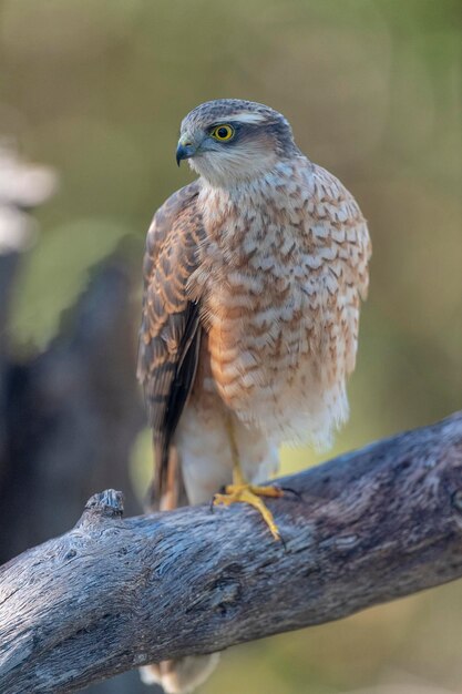 Foto sparviero eurasiatico (accipiter nisus) malaga, spagna