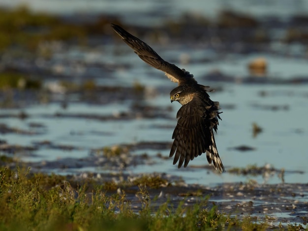 Eurasian sparrowhawk Accipiter nisus