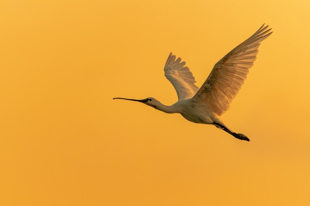 사진 유라시아 저어새 또는 일반적인 저어새(platalea leucorodia)가 일몰에 날아갑니다.