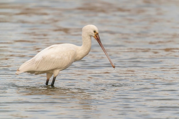 Фото Евразийская колпица или обыкновенная колпица (platalea leucorodia) охотится за пищей.