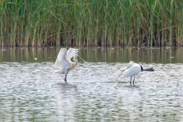 Eurasian Spoonbill pair standing in water