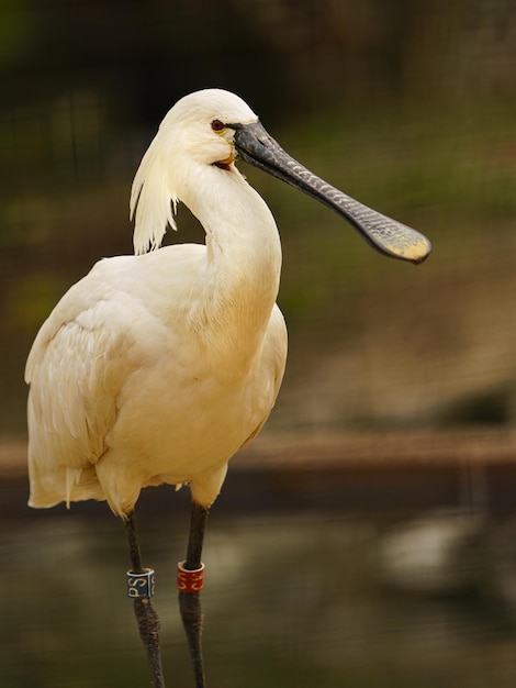 Eurasian Spoonbill