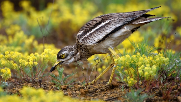 Евразийский каменный кроншнеп Burhinus oedicnemus в естественной среде обитания