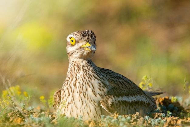 巣に座って見ているユーラシアのイシチドリ（burhinus oedicnemus）