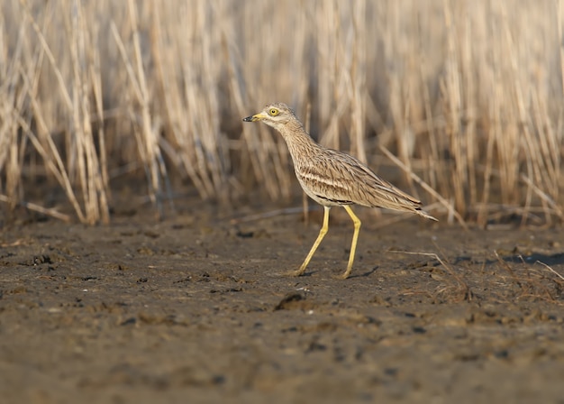 Photo eurasian stone curlew. rare and exotic bird with huge yellow eyes in natural habitat