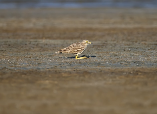 Foto chiurlo di pietra eurasiatico. uccello raro ed esotico con enormi occhi gialli in habitat naturale