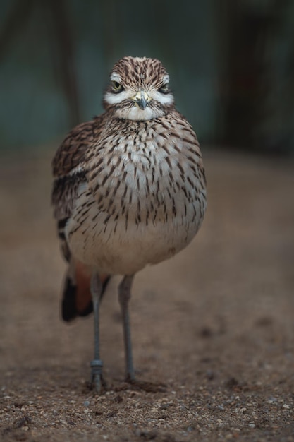 Eurasian Stonecurlew