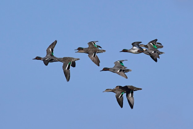 Foto alzavola eurasiatica (anas crecca)