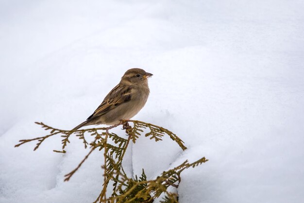 Photo eurasian tree sparrow in flowering tree