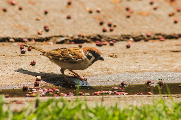 Eurasian Tree Sparrow is on the ground