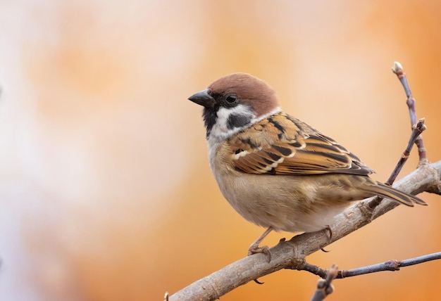 Eurasian tree sparrow Passer montanus A bird sits on a branch against a beautiful background