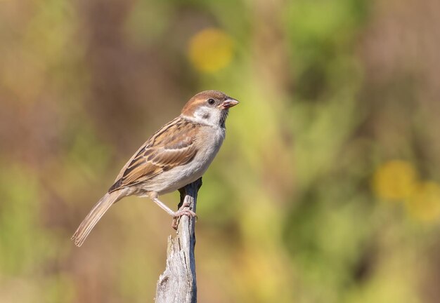 Eurasian tree sparrow Passer montanus A bird sits on a branch against a green background