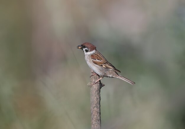 スズメ（Passer montanus）は、くちばしに餌を入れて乾いた枝に座っています。