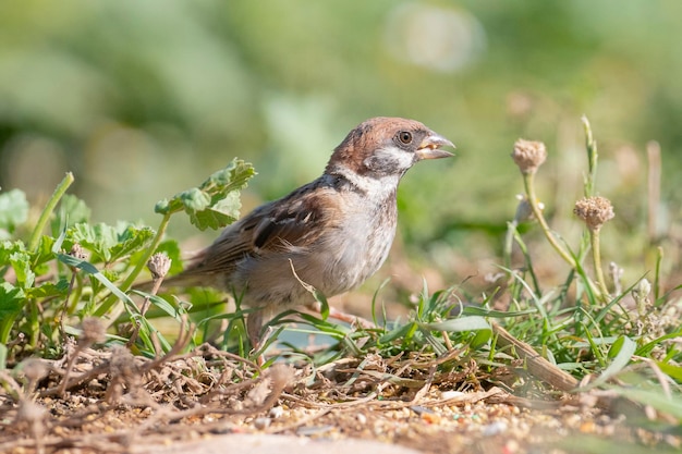 Евразийский полевой воробей (Passer montanus) Толедо, Испания