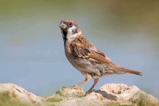Eurasian tree sparrow (Passer montanus) Toledo, Spain