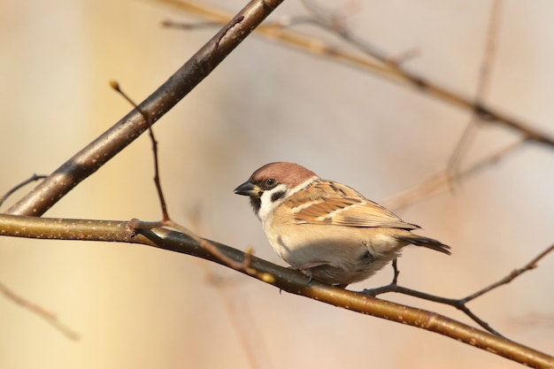 Eurasian tree sparrow (passer montanus) su un ramoscello