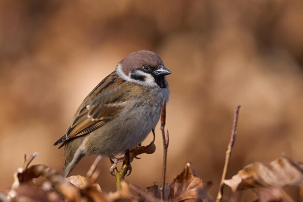 Eurasian tree sparrow Passer montanus