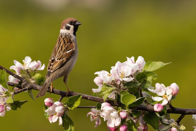 Eurasian tree sparrow resting on bough with blossom flowers