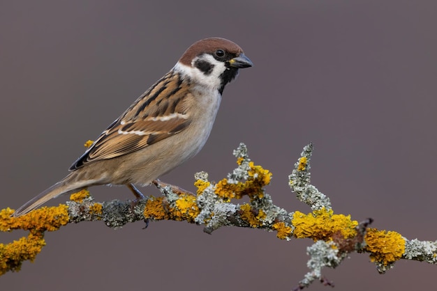 Eurasian tree sparrow sitting on branch covered in moss and lichen