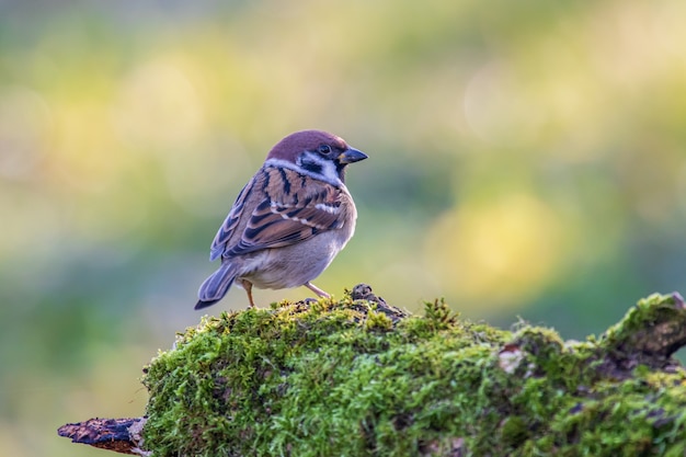 Eurasian tree sparrow sitting on a mossy log