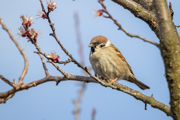 Eurasian tree sparrow