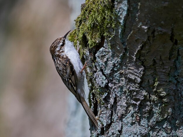 Евразийский treecreeper (Certhia familiaris)