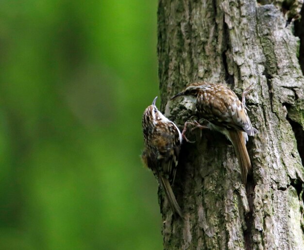 Eurasian treecreepers building a nest