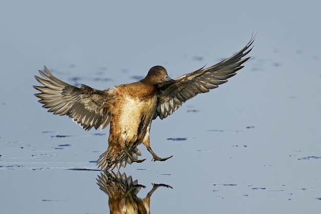 Eurasian wigeon Mareca penelope