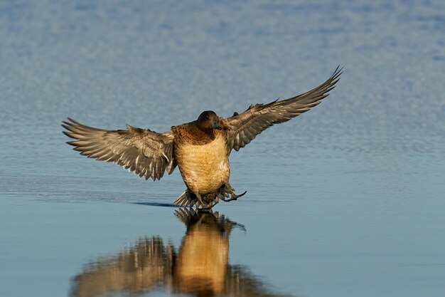 Eurasian wigeon Mareca penelope