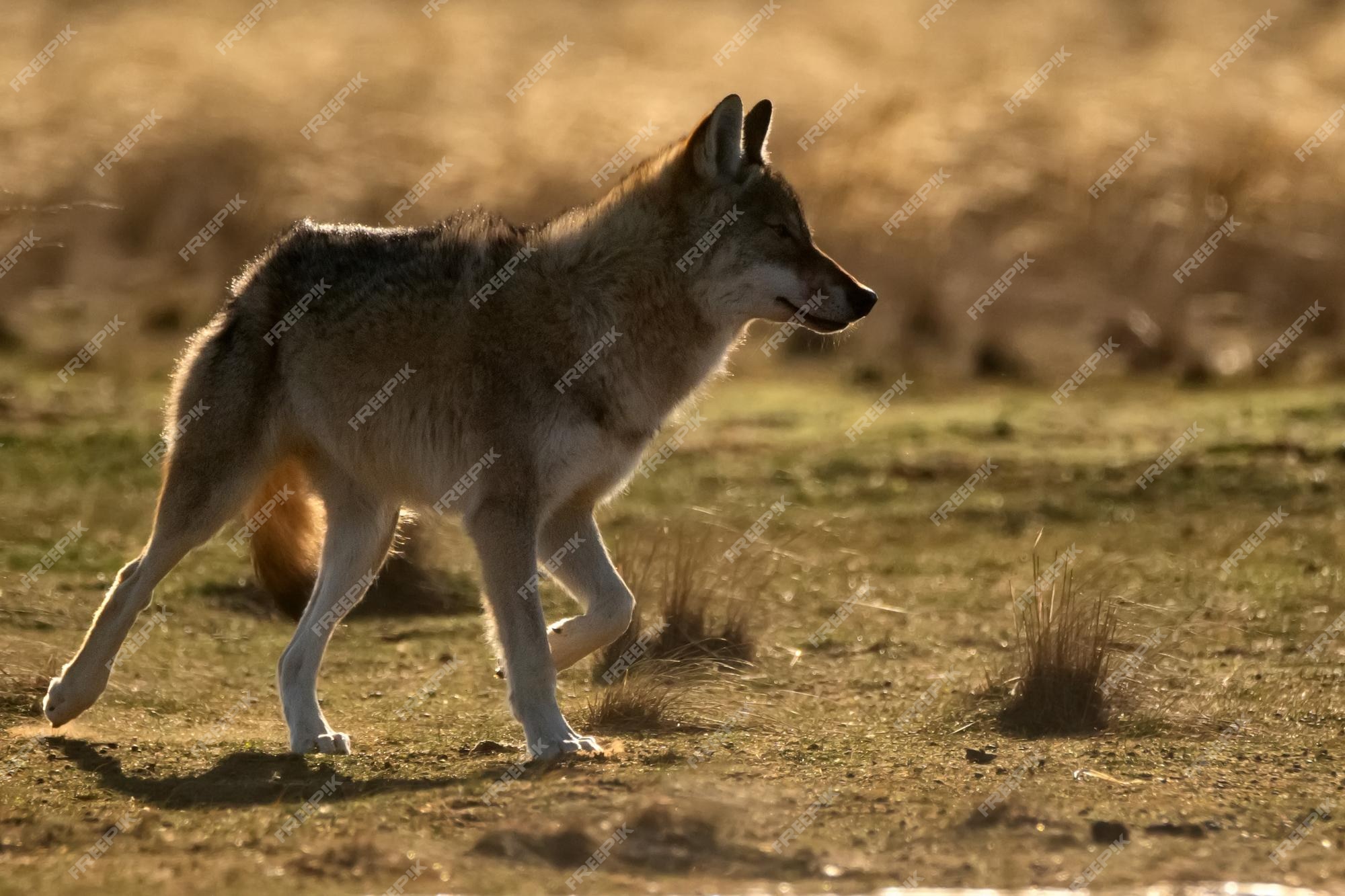 Premium Photo | Eurasian wolf or canis lupus lupus walks in steppe Premium Photo | Eurasian wolf or canis lupus lupus walks in steppe
