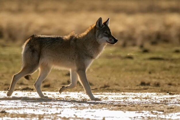 ユーラシアのオオカミまたは canis lupus lupus が草原を歩く