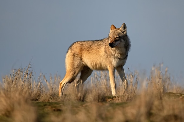 Фото Евразийский волк или canis lupus lupus гуляет по степи