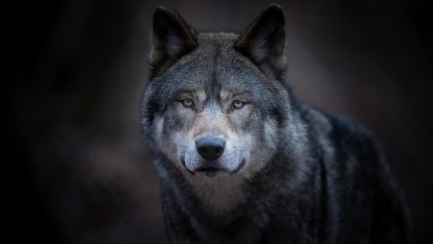 Eurasian wolf in white winter habitat,. beautiful winter\
forest. wild animals in nature environment. european forest animal.\
canis lupus lupus.