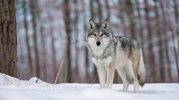 Eurasian wolf in white winter habitat beautiful winter forest