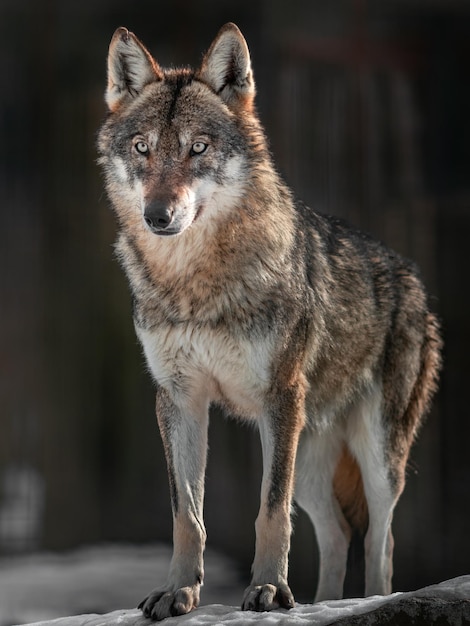 Photo eurasian wolf