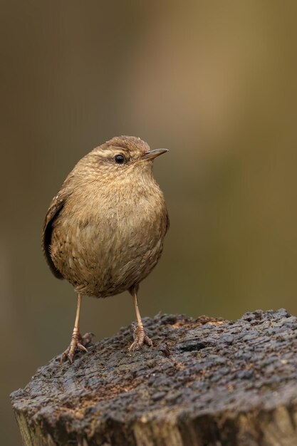 Photo eurasian wren perched on a stump