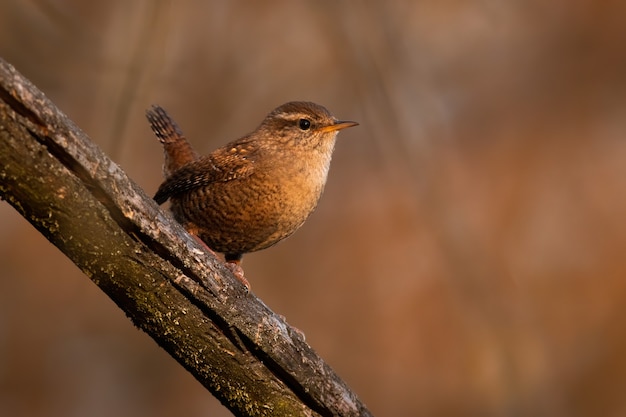 Eurasian wren sitting on branch in springtime nature